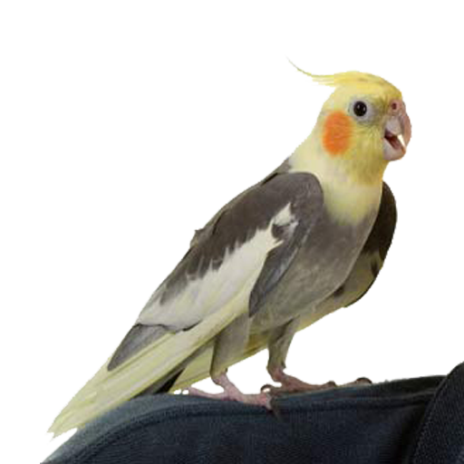 Cockatiel