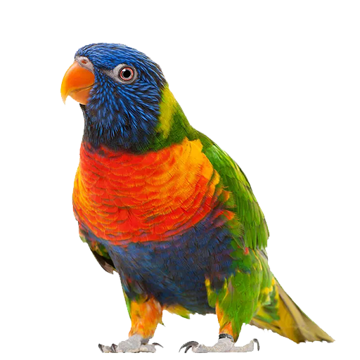 Lorikeet